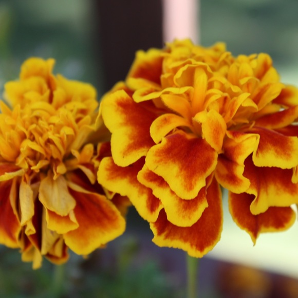 Meet your Posher, Ashlyn - Picture 1 of 1